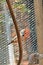 Pet Birds The zebra finch