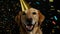 Pet birthday celebration. Happy labrador retriever wearing festive cap with falling confetti on dark studio background.