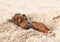 Pet brown puppy dog breeds miniature Pinscher resting in virit pit in the sand on the beach in summer Sunny day vacation