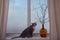 A pet and the budding leaves of a tree on the background of a winter window with a snow storm. The cat is sitting on the