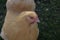 Pet Buff Orpington chicken in dappled sunlight in a garden with a background of grass