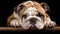 pet bulldog english