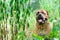 Pet bullmastiff dog