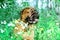 Pet bullmastiff dog