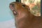 Pet capybara yawning in front of a window