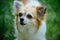 Pet care and animals rights. Pomeranian spitz dog walk on nature. Pedigree dog. Dog pet outdoor. Cute small dog play on