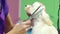 Pet care. Furry puppy receiving a stylish haircut at the pet spa grooming salon. Closeup cropped shot of unrecognizable