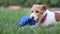 Pet care, playful happy dog puppy chewing a toy ball