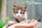 Pet care small kitten of tabby color sits in open female palms