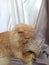 Pet cat animal mammal cute peaknose flat nose cat orange cat play with cat
