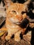 Pet cat animal mammal whiskers kitten carnivore nose wildcat dog snout wildlife 4