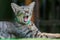 Pet cat close up Headshot the pet\\\'s face while yawning because of relaxation