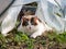 Pet cat in garden plastic cloche watching peas and weeds grow.