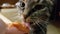 Pet - cat knows what is healthy food. Vegetarian cat is eating mashed vegetables from hand, close up shot.