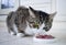 Pet cat with multicolored eyes eats meal from feeding bowl