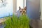 a pet cat sitting behind fresh grass on the table. Silver Bengal spotted cat