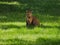 Pet cat sitting in green grass in summer looking at you