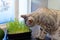 a pet cat sitting near and sniffs fresh grass on the table. Silver Bengal spotted cat