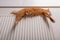 Pet cat is sleeping on radiator on funny pose. With paws hang down. Big ginger fluffy cat relaxing on heater. Home and