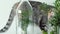 A pet cat sniffs green plants in glass pots under covers.