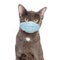 Pet Cat Wearing Protective Surgical Face Mask