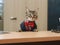 Pet cat working at reception. Concept of being receptionist. AI generated image