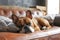 Pet-Centric Interiors - Designing Spaces with Pets in Mind