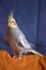 Pet cockatiel sitting on cloth and watching