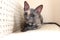 Pet Cornish Rex Cat Laid on Step of Staircase