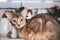 Pet cute adorable Abyssinian cat sitting on kitchen table, selective focus