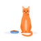 Pet does not eat food in bowl. Red domestic cat being selective and persnickety. Pet not eating kibble or wet food
