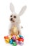 Pet dog animal with easter eggs