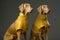pet dog art fashion colourful stylish concept latex animal funny. Generative AI.
