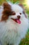 Pet dog breed Pomeranian white Spitz close-up