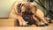 Pet dog bullmastiff