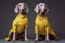 pet dog colourful latex concept art funny animal fashion stylish. Generative AI.