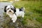 Pet dog on a gravel road