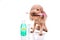 Pet dog holding toothbrush with toothpaste and mouthwash oral ca