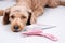 Pet dog pose with toothbrush and toothpaste. Pet oral care