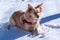 Pet dog on the snow ski slopes italy
