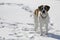 Pet dog standing in snow