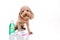 Pet dog with toothbrush, toothpaste and mouthwash oral care conn