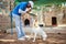 Pet dog training, animal trainer and man teaching dog respect, listening to master and owner obedience with sit command