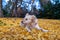 Pet dogs in autumn parks with yellow leaves