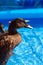 Pet ducks in a child\'s pool