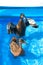 Pet ducks in a child\'s pool