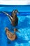 Pet ducks in a child\'s pool