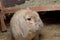 Pet dwarf lop rabbit turns head to look at camera after stepping down from hutch