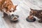 Pet eating food. Dog and cat eating food from bowl. Close up