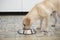Pet eating food. Labrador dog eats food from bowl at kitchen in home
